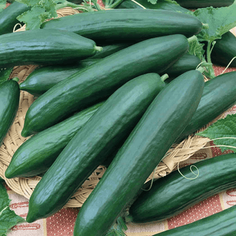 Kings Seeds Organic Organic Cucumber Tendergreen